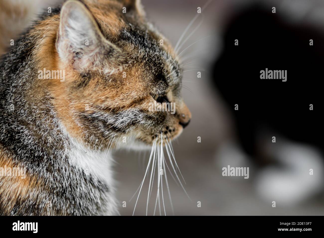 Profil einer Katze mit dem Schwanz eines Ingwers Katze davor Stockfoto