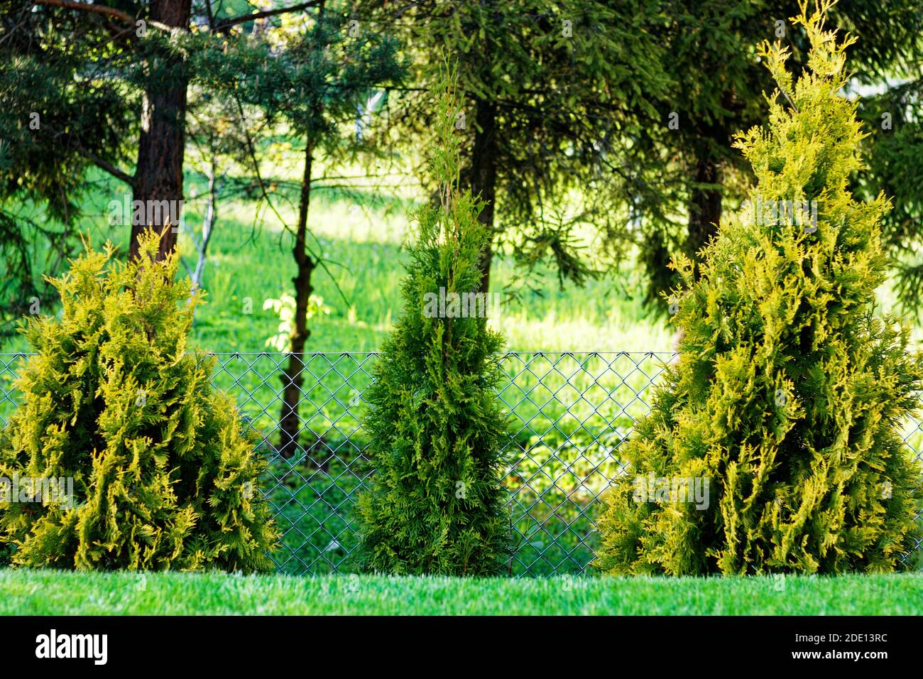 Blick auf drei grüne und frische Thuja-Bäume in einem Reihe im Garten Stockfoto
