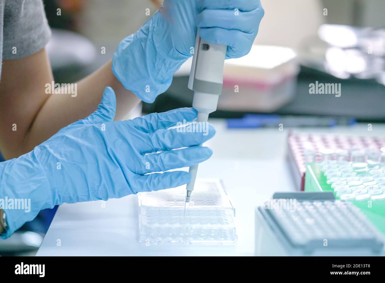 Pipettieren der Probe in die Mikrotiterplatte Stockfoto