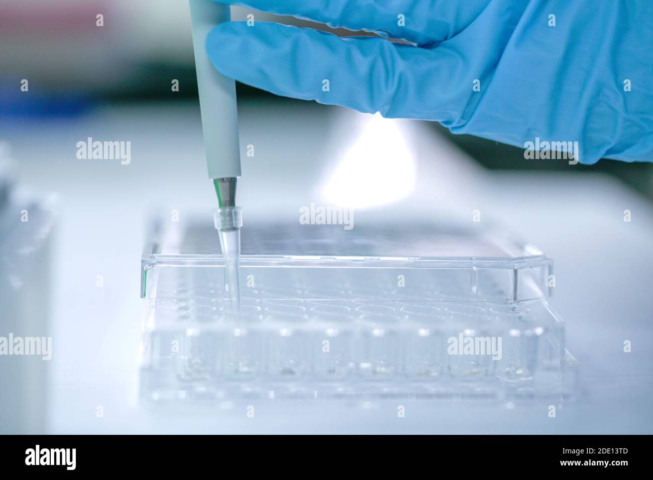 Pipettieren der Probe in die Mikrotiterplatte Stockfoto