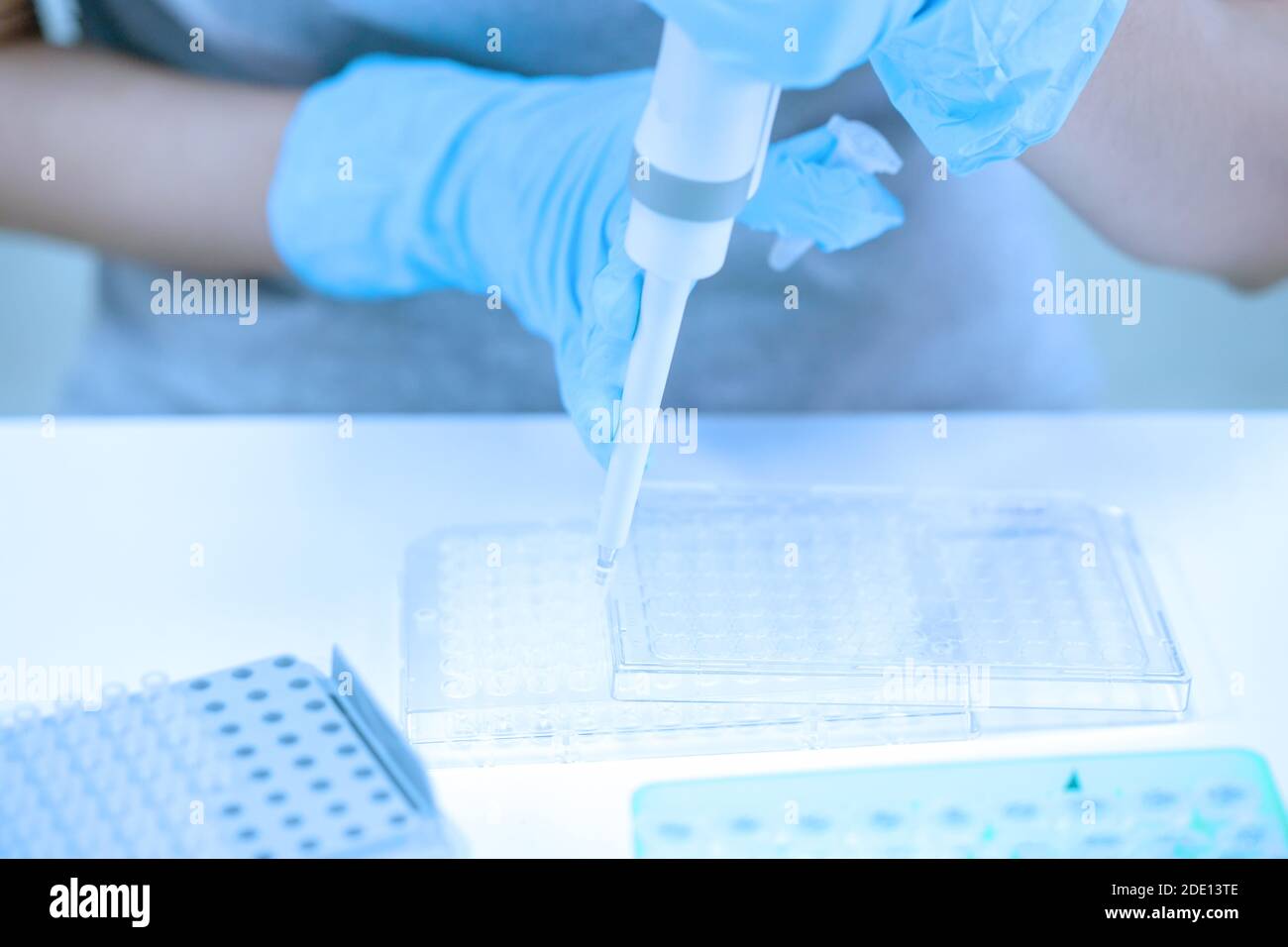 Pipettieren der Probe in die Mikrotiterplatte Stockfoto