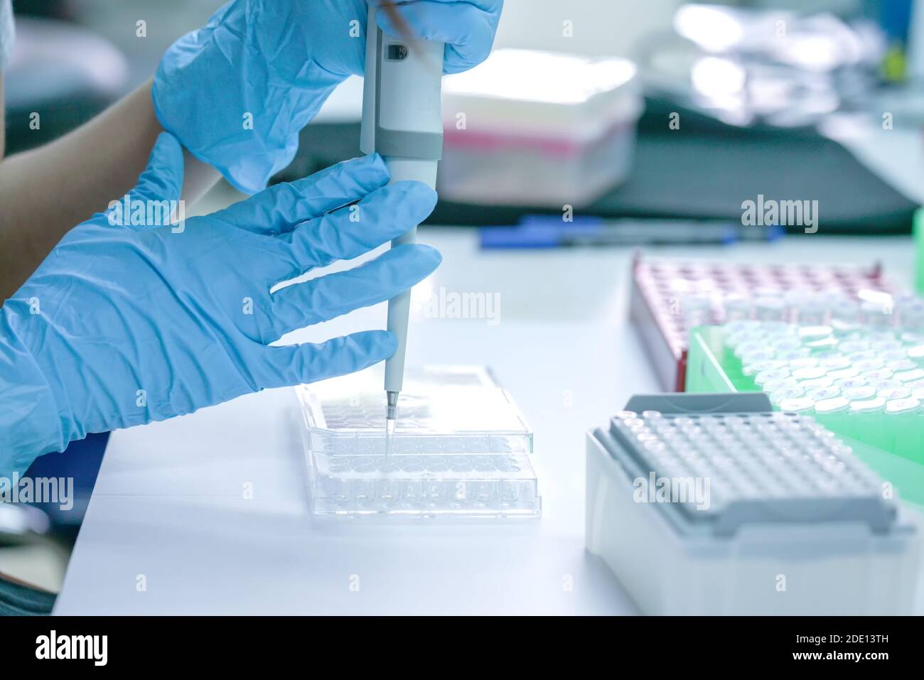 Pipettieren der Probe in die Mikrotiterplatte Stockfoto