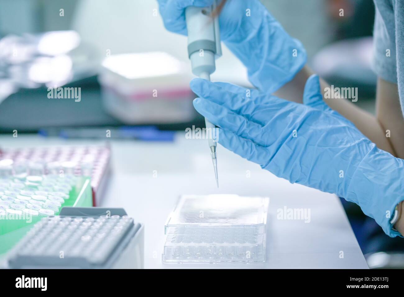 Pipettieren der Probe in die Mikrotiterplatte Stockfoto