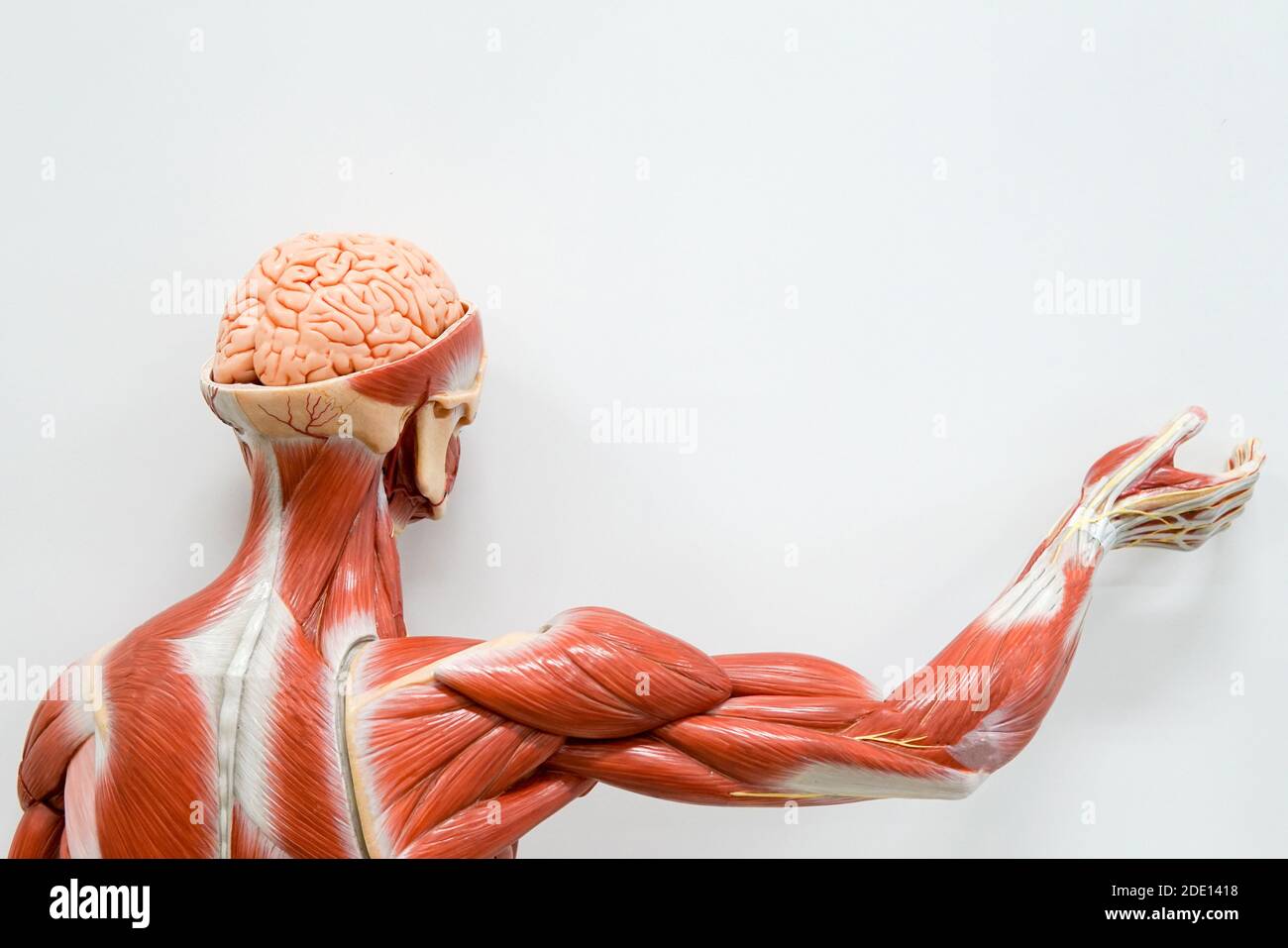 Menschliche Anatomie Modell Stockfoto