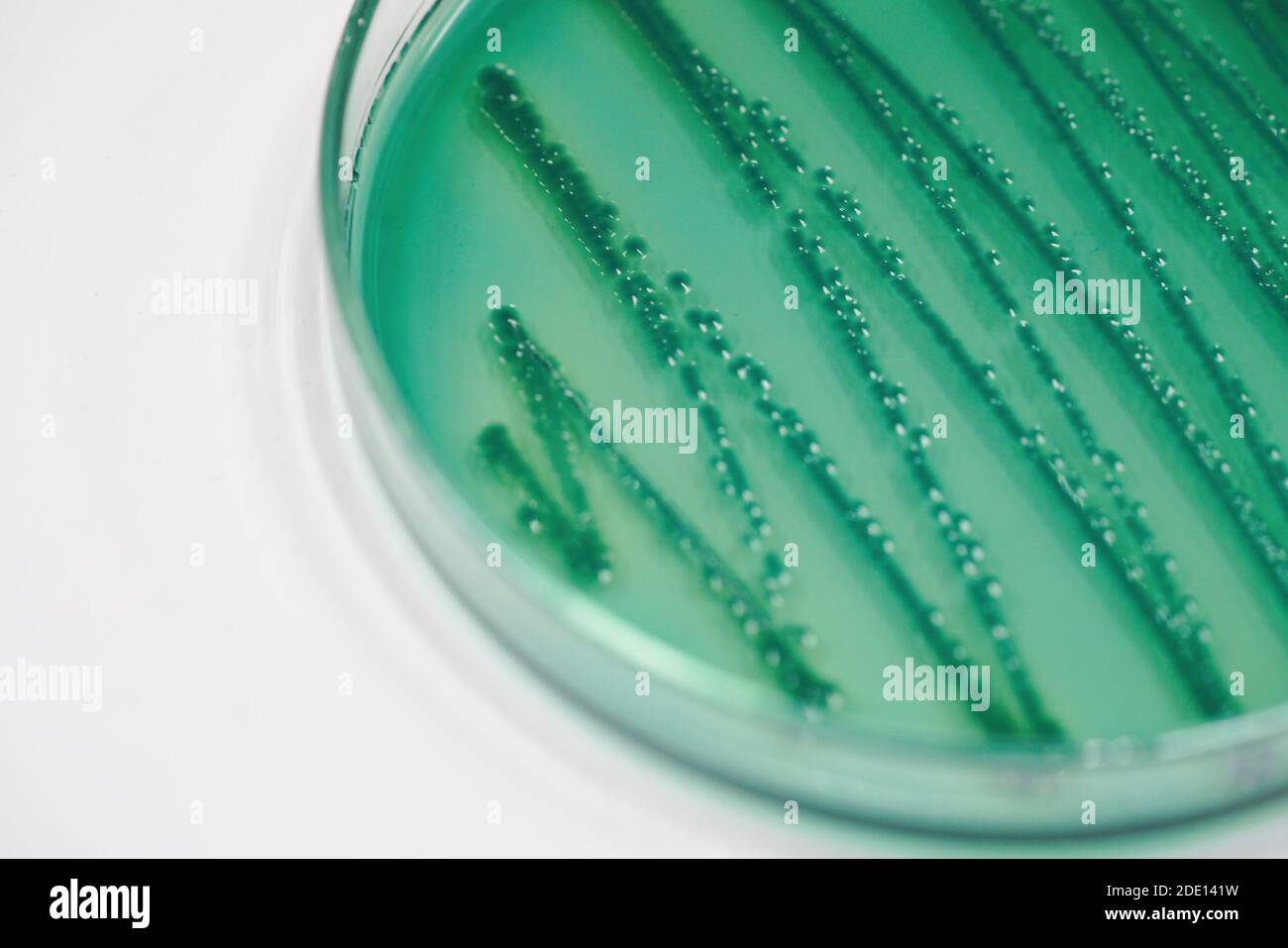 Kolonie von Bakterien auf Kulturmedium Stockfoto