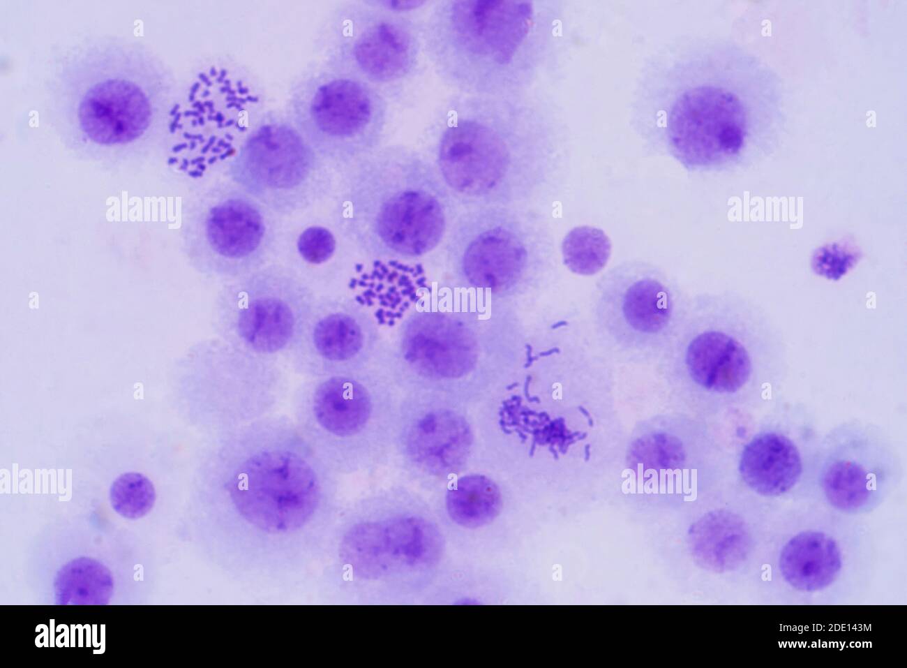 Mitose, leichte Schliffbild Stockfoto