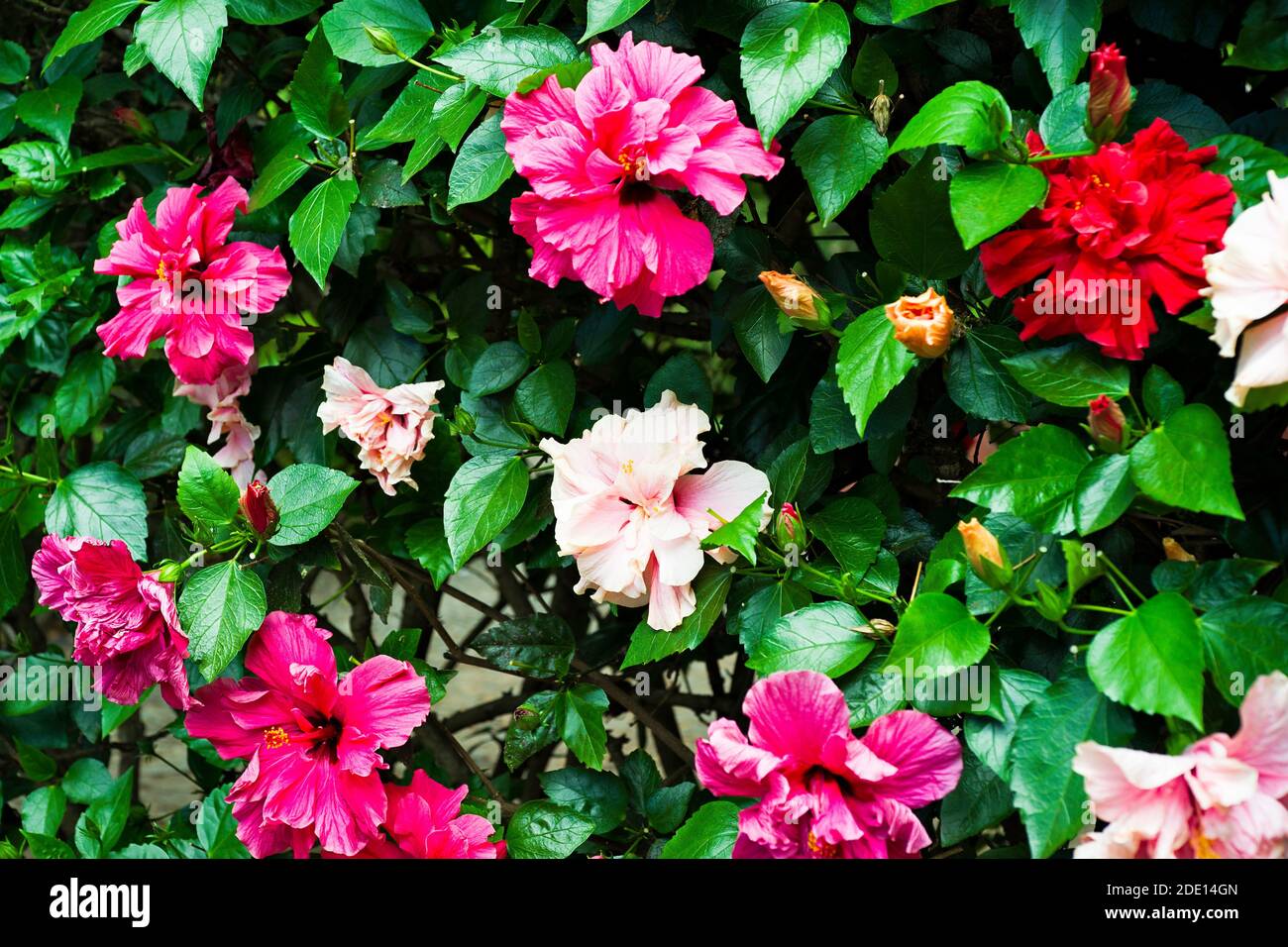 Hibiskusblütengruppe, rot, rosa, orange. Im Sommer auf madeira, selektiver Fokus. Stockfoto