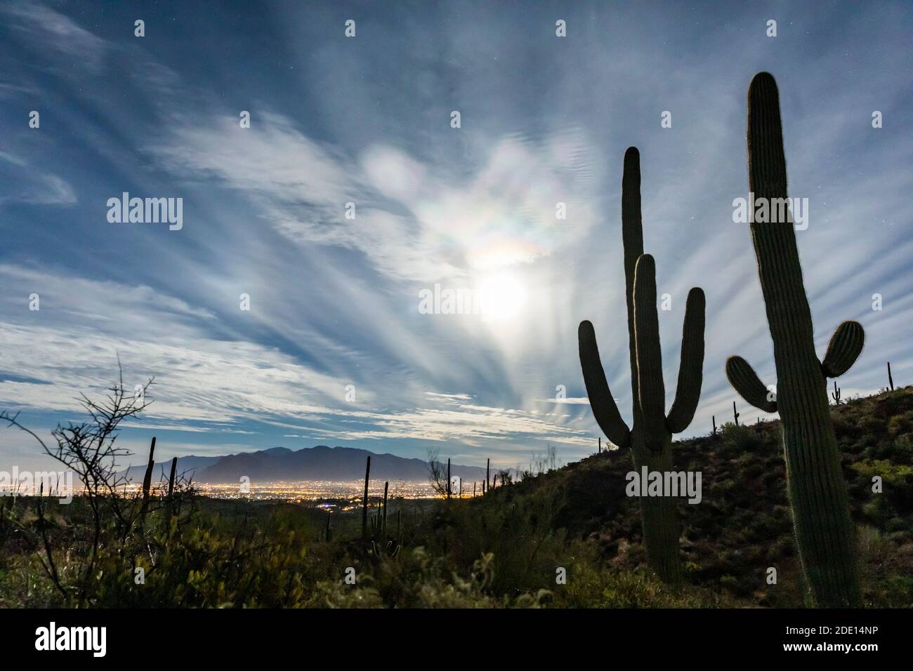 Der super Vollmond steigt über saguaro Kaktus (Carnegiea gigantea), Sweetwater Preserve, Tucson, Arizona, Vereinigte Staaten von Amerika, Nordamerika Stockfoto