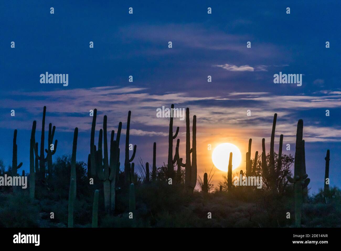 Der super Vollmond steigt über saguaro Kaktus (Carnegiea gigantea), Sweetwater Preserve, Tucson, Arizona, Vereinigte Staaten von Amerika, Nordamerika Stockfoto
