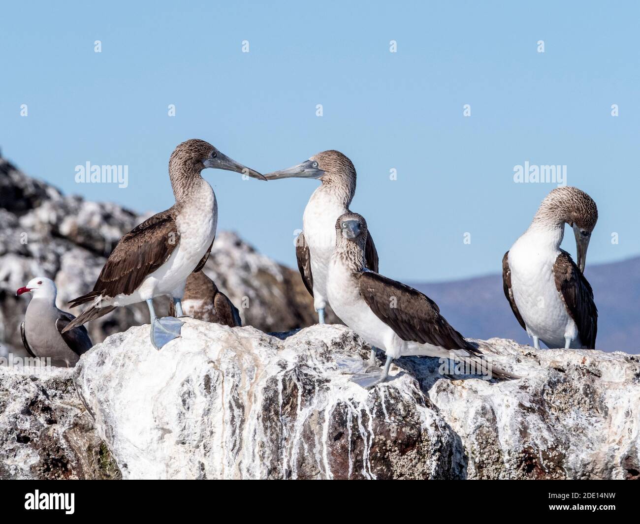 Blaufußboobies für Erwachsene (Sula nebouxi), Santa Rosalia, Baja California Sur, Mexiko, Nordamerika Stockfoto