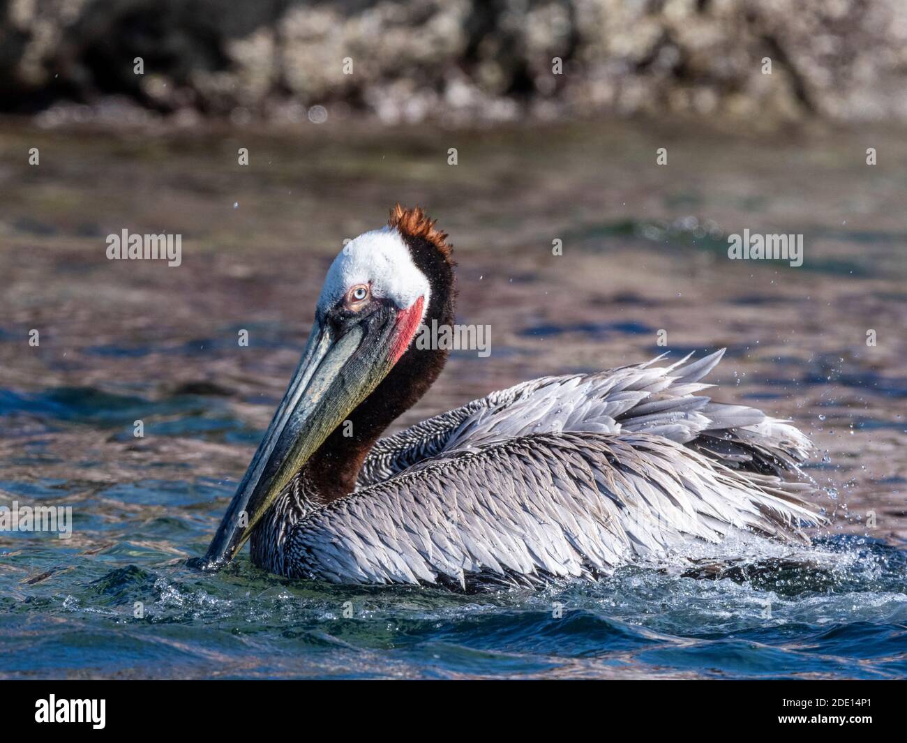 Reinigung von braunem Pelikan (Pelecanus occidentalis), Isla San Ildefonso, Baja California Sur, Mexiko, Nordamerika Stockfoto