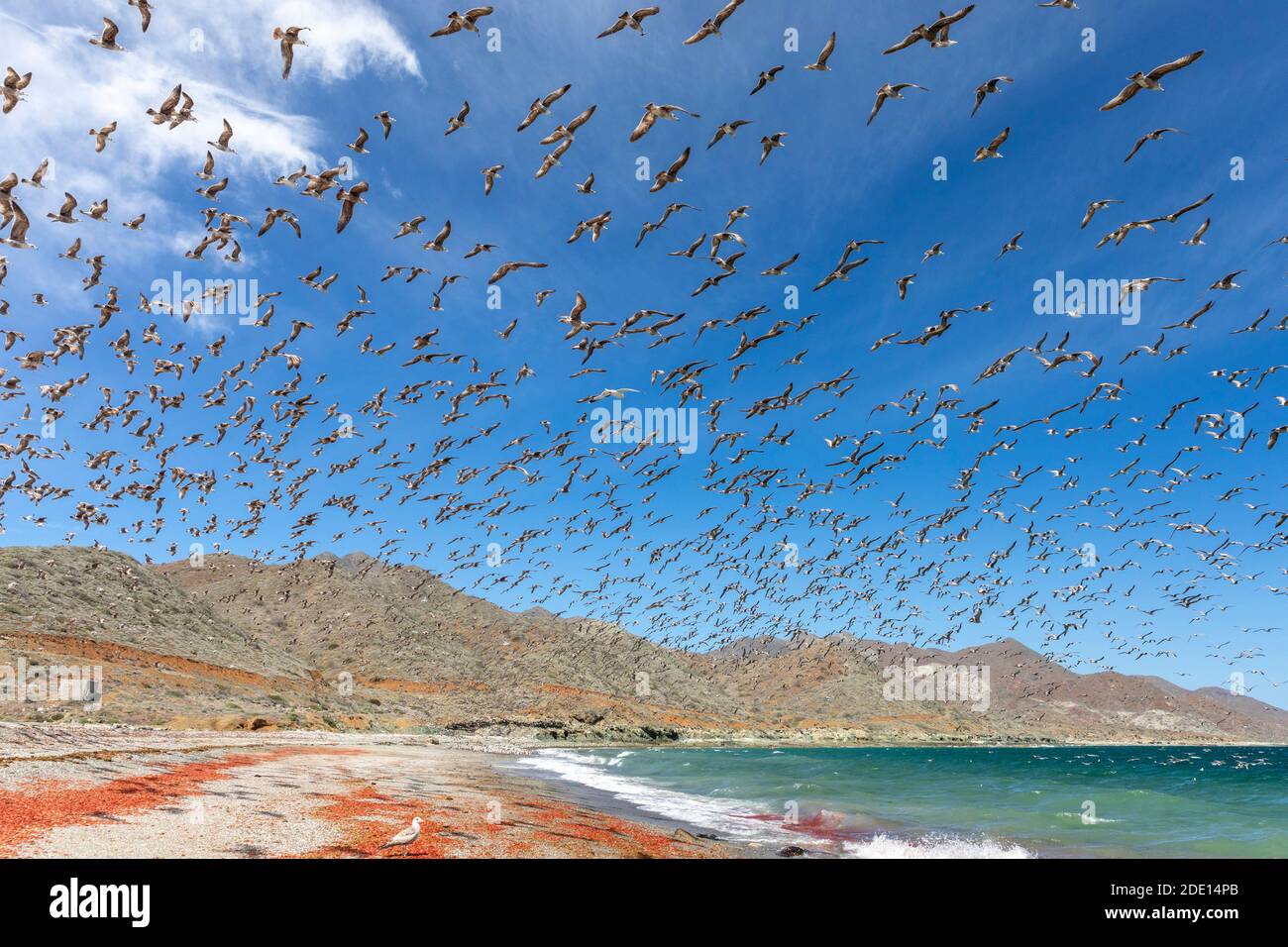 Kalifornische Möwen (Larus californicus) füttern Thunfisch-Krabben, Isla Magdalena, Baja California Sur, Mexiko, Nordamerika Stockfoto
