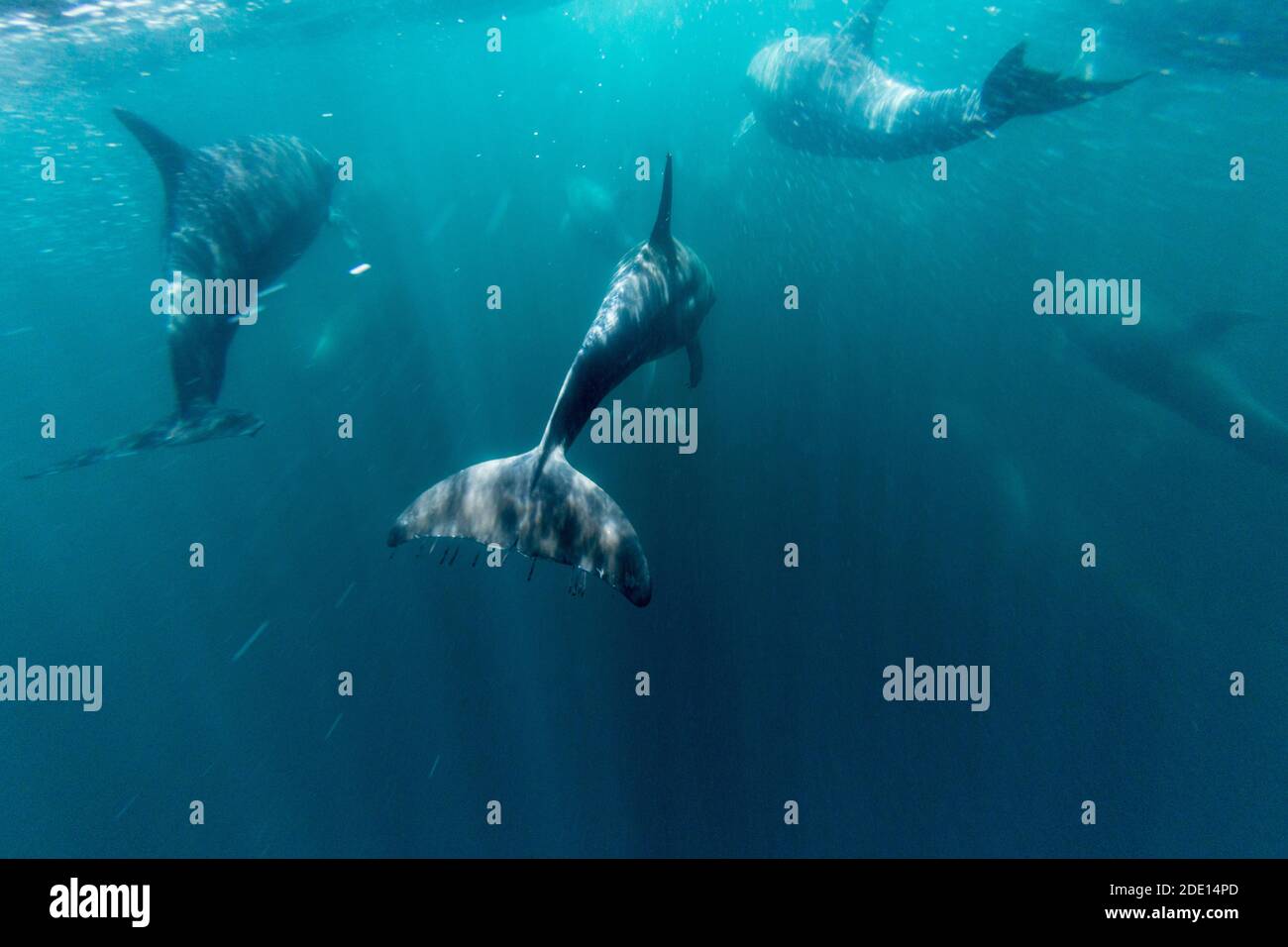 Erwachsene Tümmler (Tursiops truncatus), die unter Wasser schwimmen, Isla San Pedro Martir, Baja California, Mexiko, Nordamerika Stockfoto