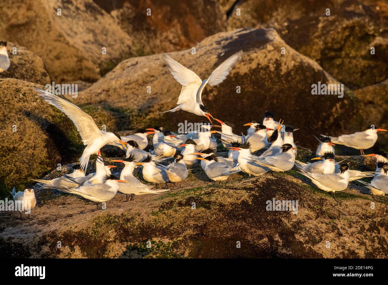 Elegante Seeschwalben (Thalasseus elegans), Brutkolonie auf Isla Rasa, Baja California, Mexiko, Nordamerika Stockfoto