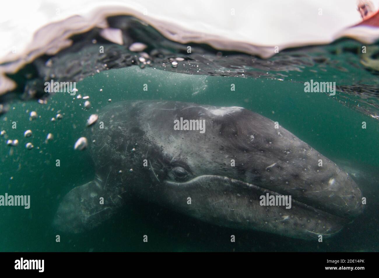 Kalifornische Grauwal-Kalb (Eschrichtius robustus), San Ignacio Lagoon, Baja California Sur, Mexiko, Nordamerika Stockfoto