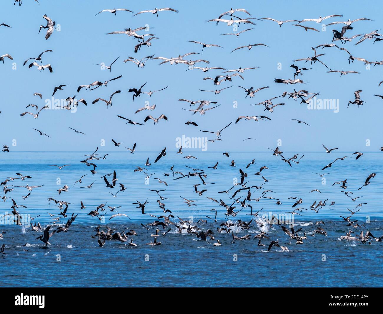 Ein Fressrausch von Seevögeln, die auf kleinen Köderfischen in der Nähe von Isla San Pedro Esteban, Baja California, Mexiko, Nordamerika tauchen Stockfoto