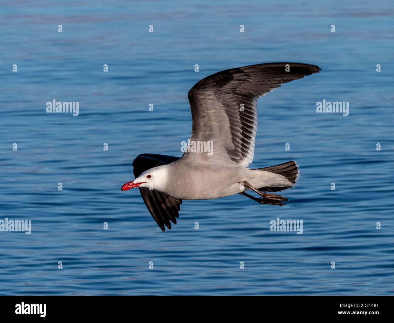 Erwachsene Heermann-Möwe (Larus heermanni), im Flug bei Isla Rasa, Baja California, Mexiko, Nordamerika Stockfoto