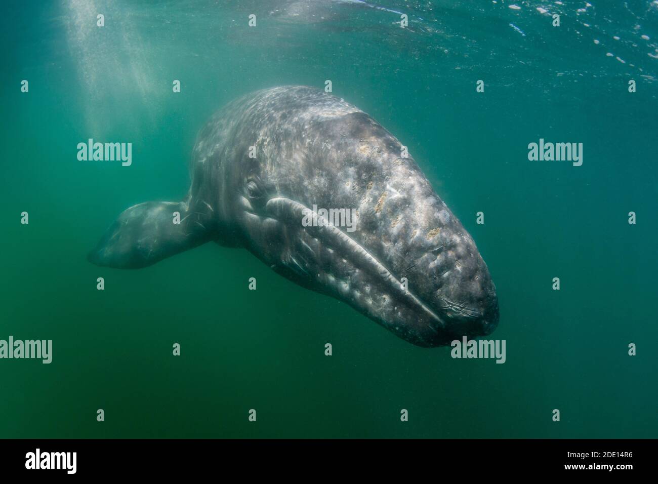 California Grauwal Kalb (Eschrichtius robustus) unter Wasser, San Ignacio Lagune, Baja California Sur, Mexiko, Nordamerika Stockfoto