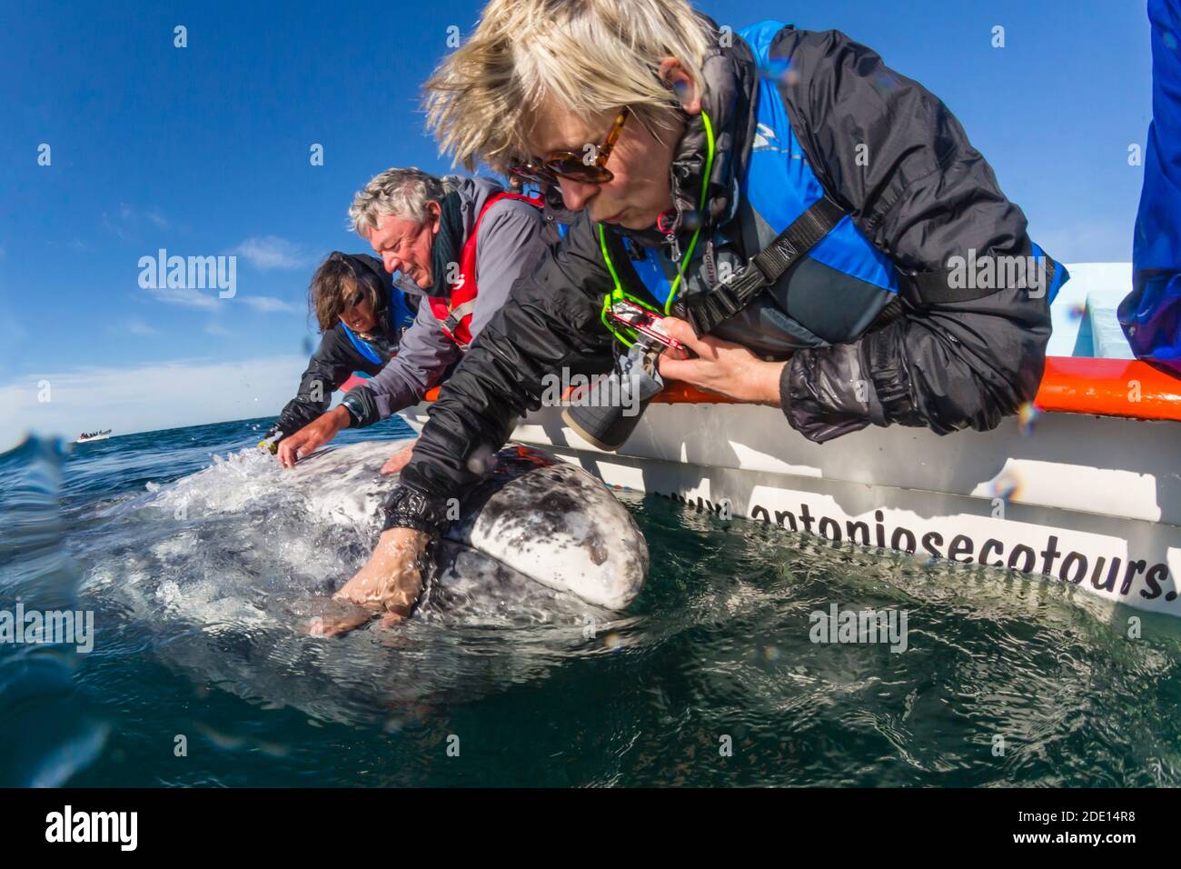 Walbeobachter mit kalifornischem Grauwal (Eschrichtius robustus), San Ignacio Lagoon, Baja California Sur, Mexiko, Nordamerika Stockfoto