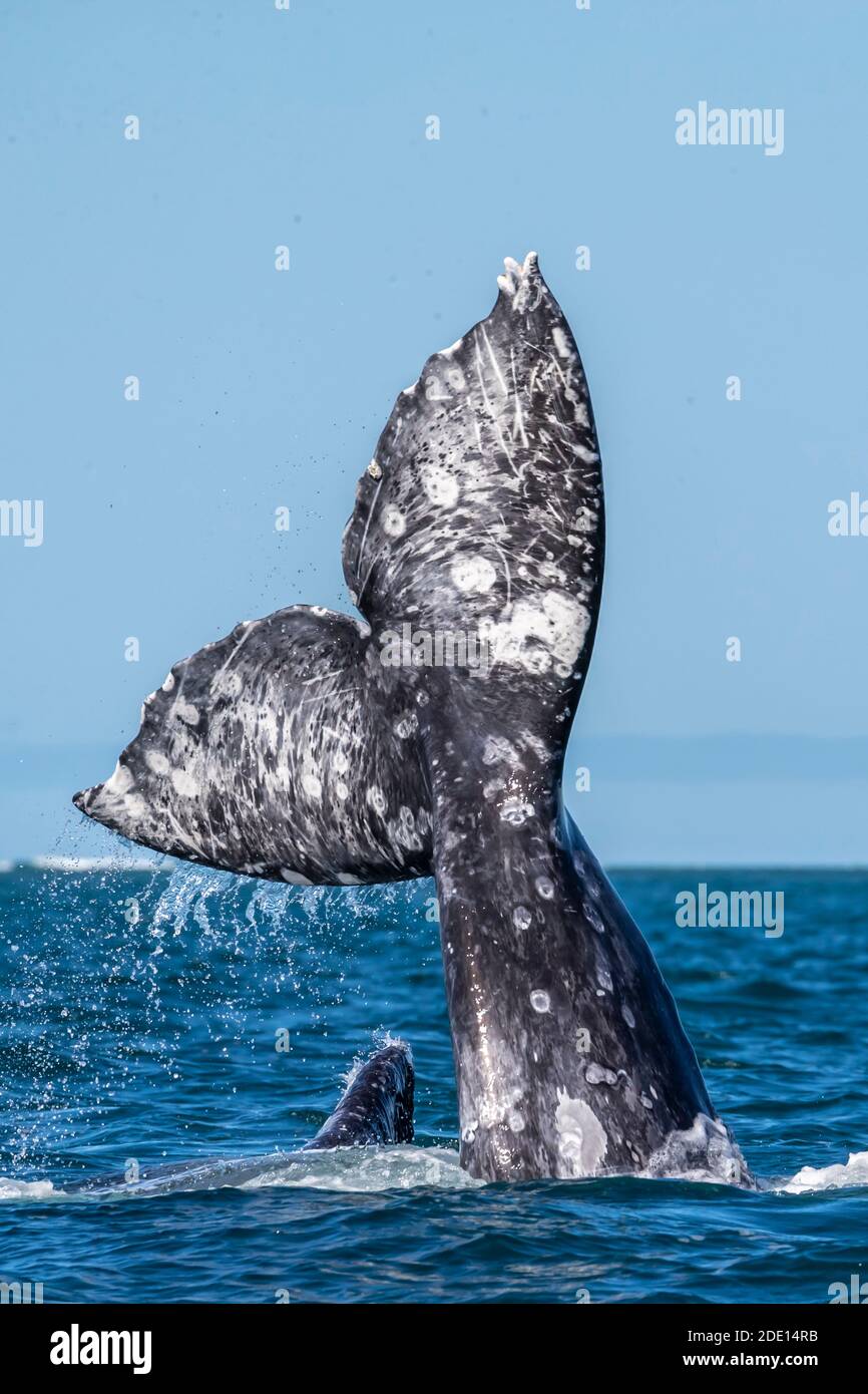 Kalifornische Grauwale (Eschrichtius robustus), Balzverhalten, San Ignacio Lagoon, Baja California Sur, Mexiko, Nordamerika Stockfoto