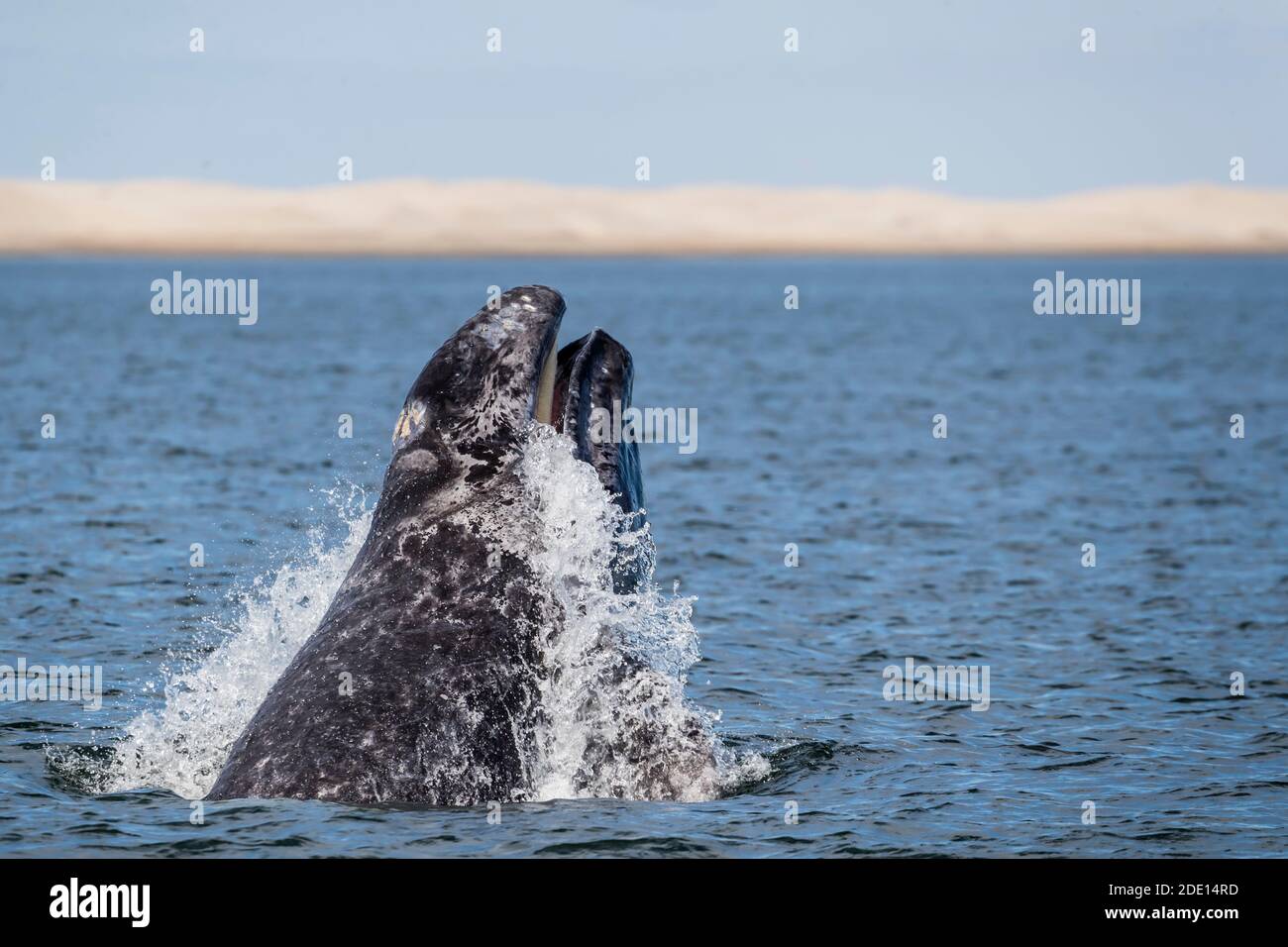 Kalifornische Grauwal-Kalb (Eschrichtius robustus), Kopf-lunging in San Ignacio Lagoon, Baja California Sur, Mexiko, Nordamerika Stockfoto