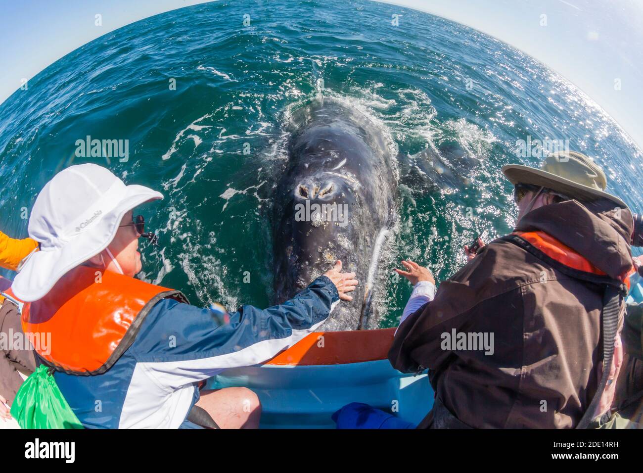 Walbeobachter mit kalifornischem Grauwal (Eschrichtius robustus), San Ignacio Lagoon, Baja California Sur, Mexiko, Nordamerika Stockfoto