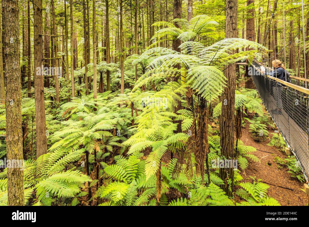 Redwood Treewalk, Canopy Pathway, Rotorua, Bay of Plenty, North Island, Neuseeland, Pazifik Stockfoto