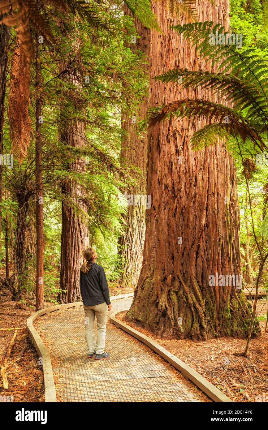 Die Redwoods in Whakarewarewa Forest, Rotorua, Bay of Plenty, North Island, Neuseeland, Pazifik Stockfoto