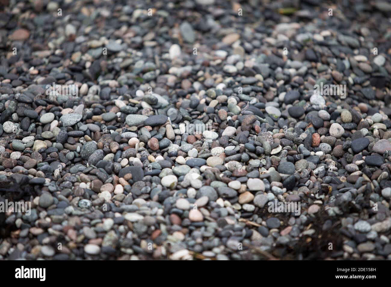Erfassung kleiner runder Kieselsteine am Pebble Beach auf Galiano Island, BC, Kanada Stockfoto