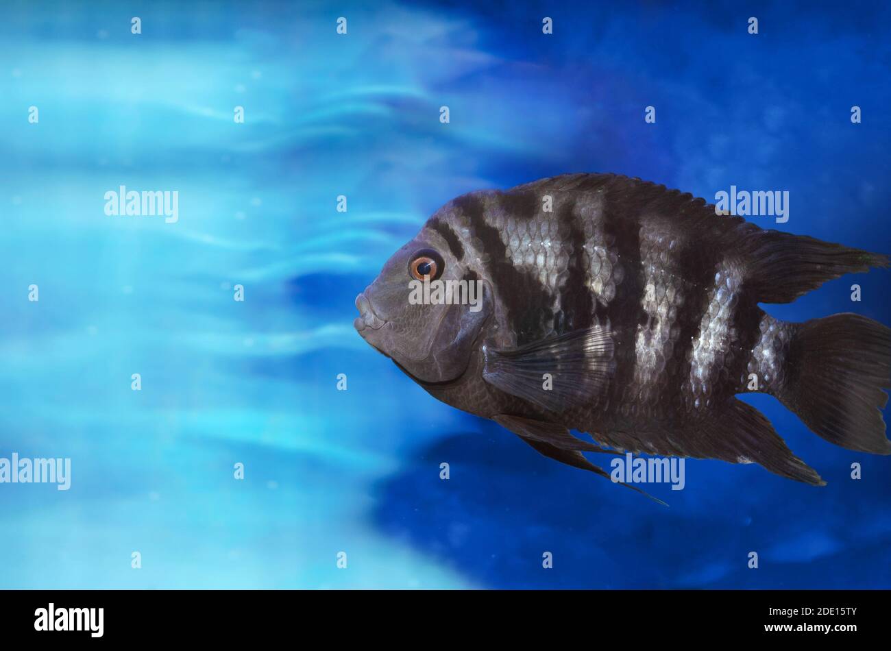 Fische mit schwarzen Streifen unter Wasser Cichlasoma nigrofasciatum. Selektiver Fokus Stockfoto