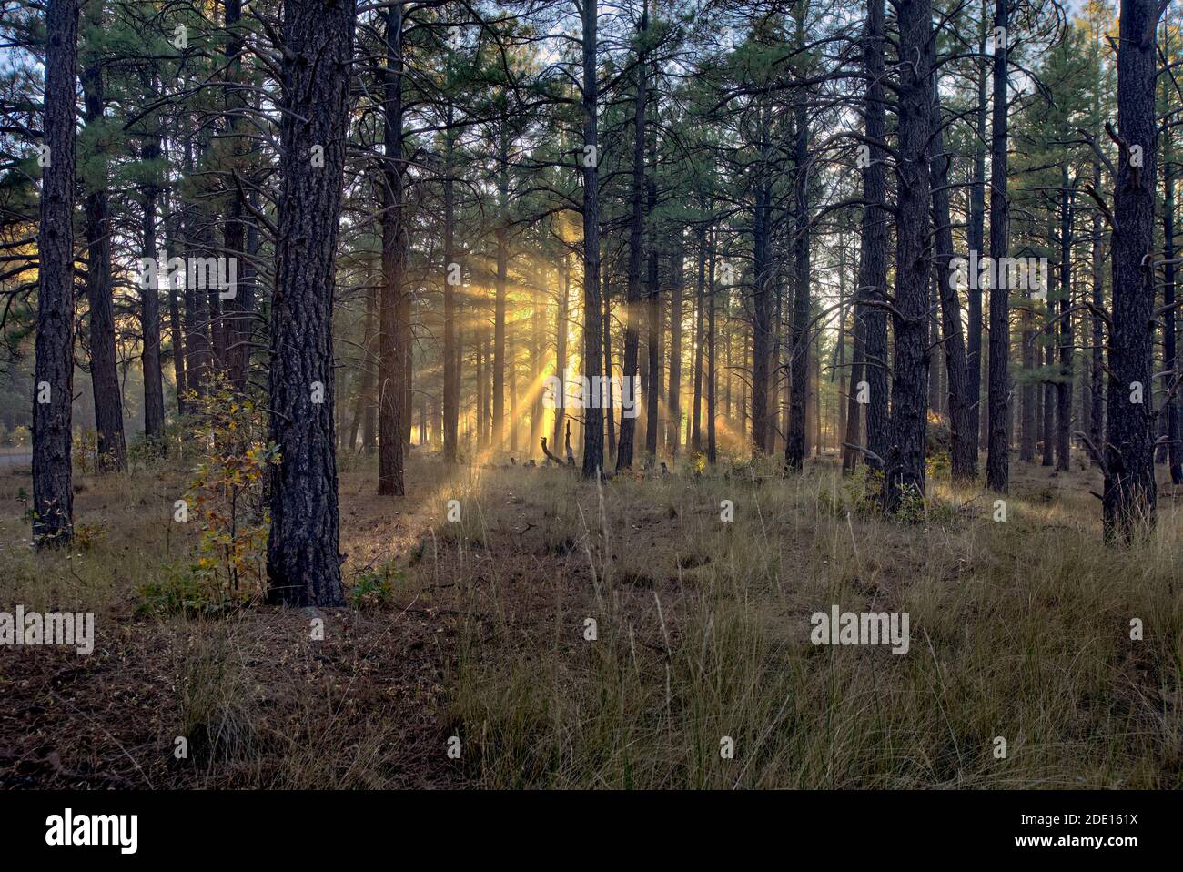 HDR-Komposit aus der Spätsonne, die durch die Bäume des Kaibab Forest bei Williams, Arizona, USA, Nordamerika scheint Stockfoto