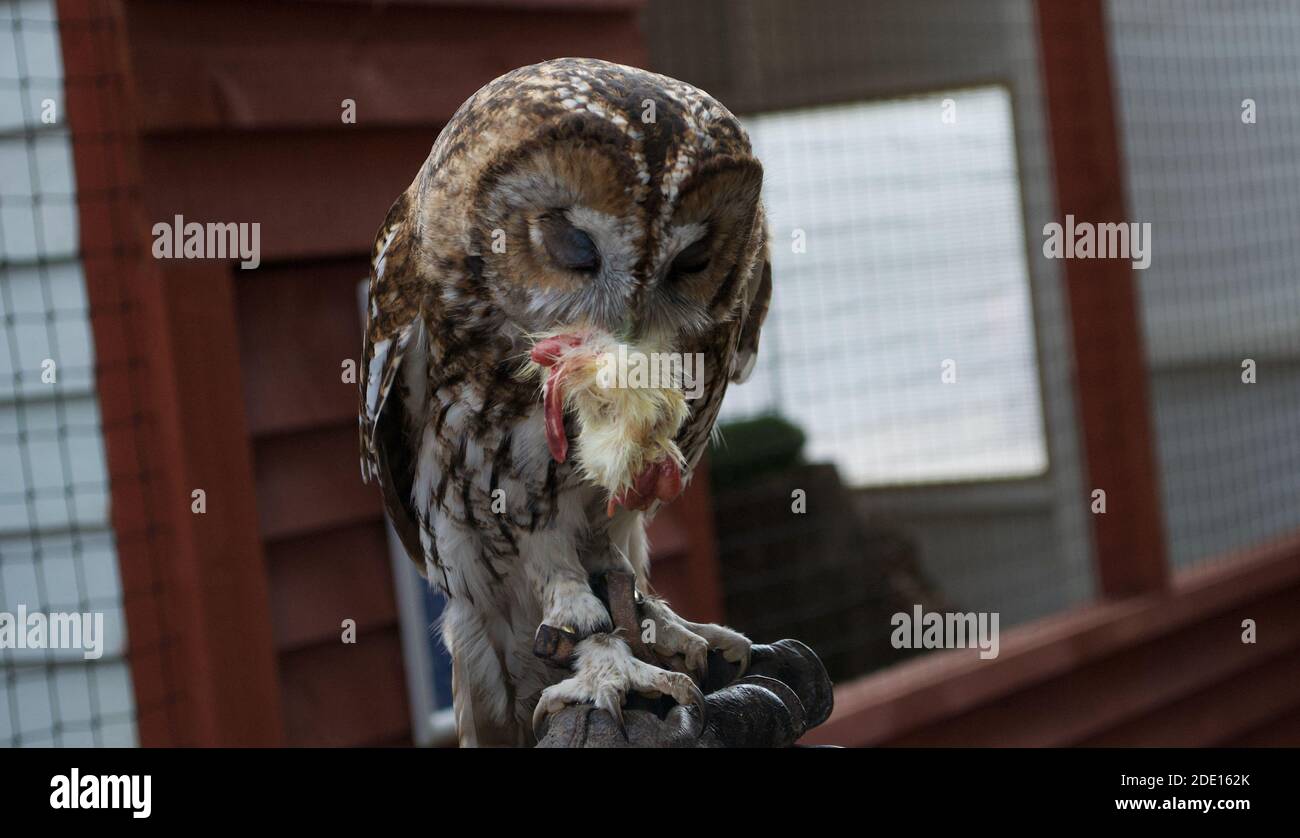 Eine braune Waldkauz (strix aluco) mit geschlossenen Augen, die leise ein Küken zum Abendessen isst Stockfoto