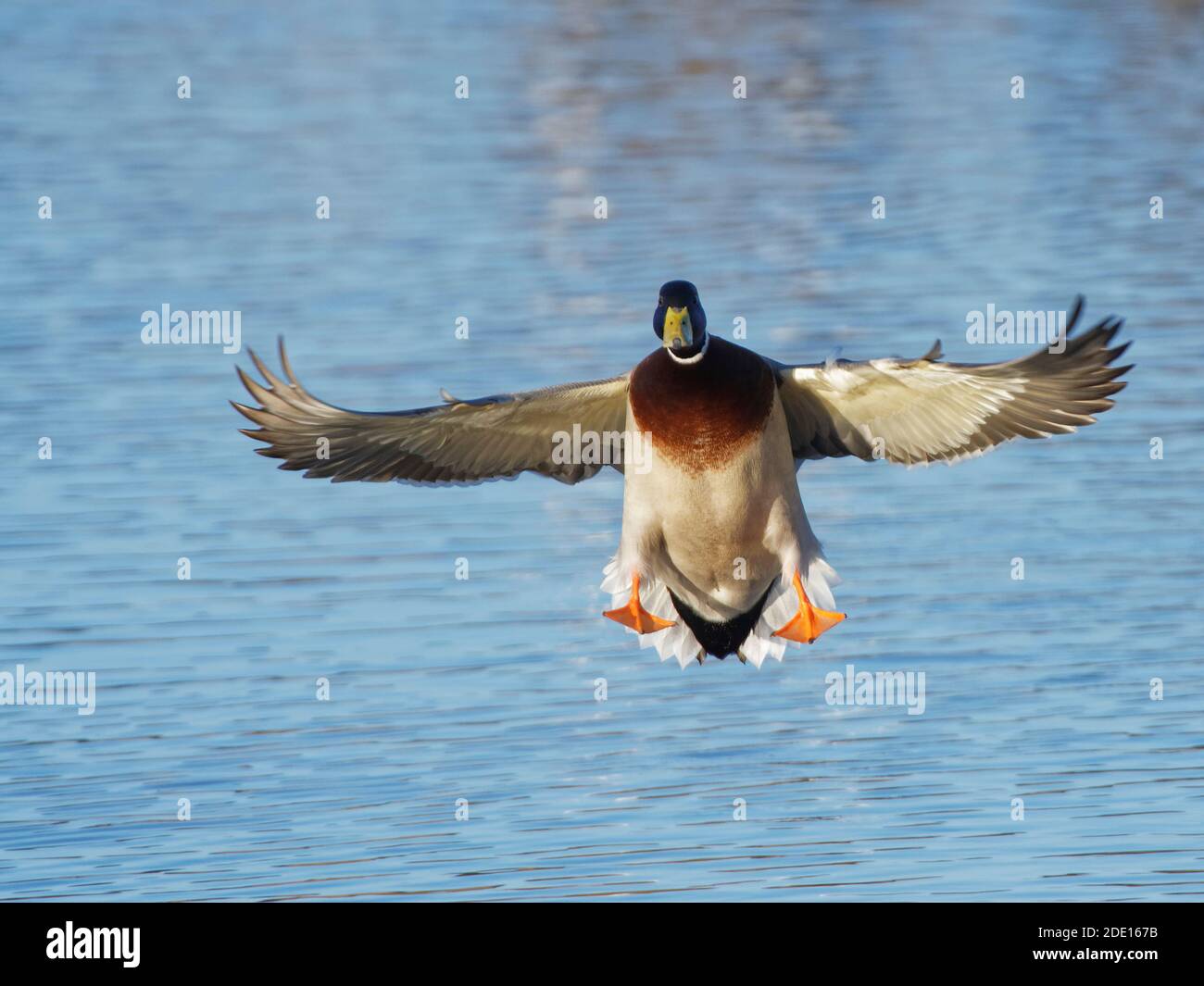 Mallard (Anas platyrhynchos) drake bereitet sich vor, in der Abenddämmerung auf einem Sumpfbecken zu landen, Gloucestershire, England, Großbritannien, Europa Stockfoto