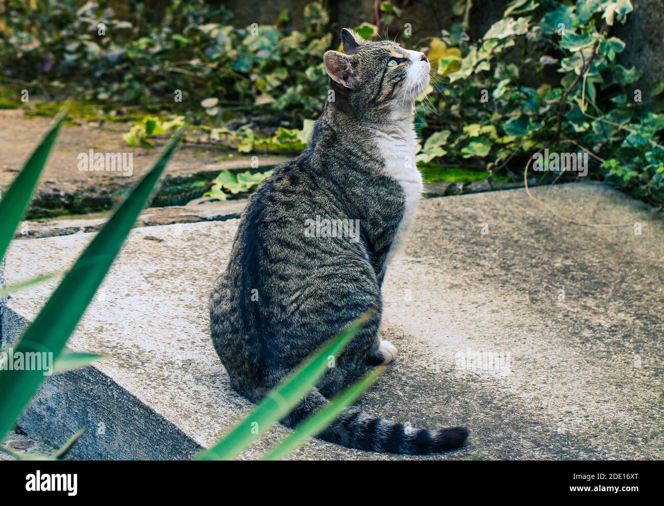 Eine Katze im Garten schaut nach oben Stockfoto