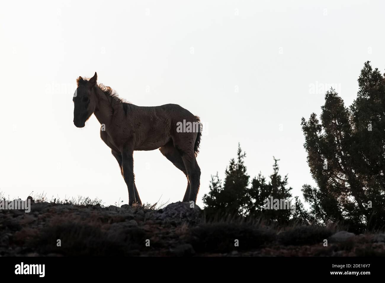 Young Wild Horse, Equus ferus caballus, der Pryor Mountain Wild Horse Range, im Bighorn Canyon National Recreation Area, in der Nähe von Lovell, Wyomin Stockfoto