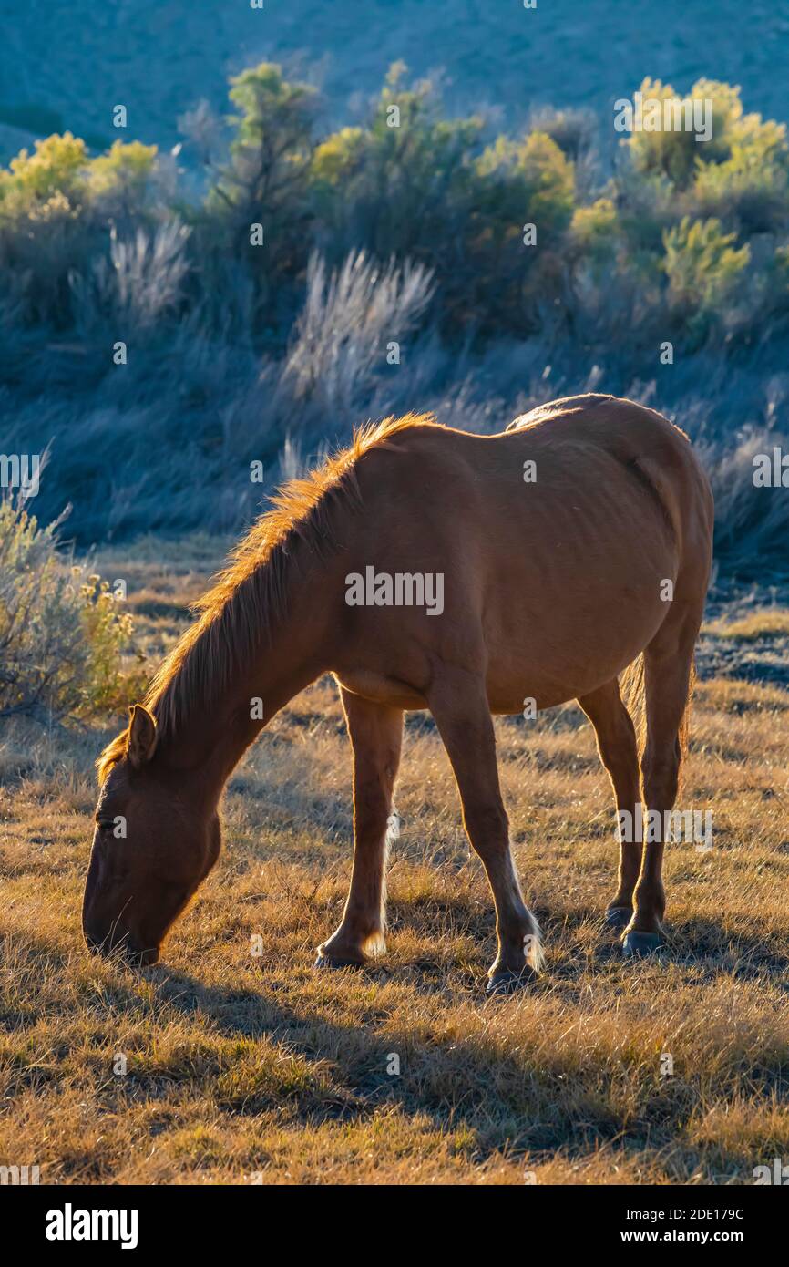 Wildpferde, Equus ferus caballus, der Pryor Mountain Wild Horse Range, werden im Bighorn Canyon National Recreation Area, in der Nähe von Lovell, Wyoming, Stockfoto