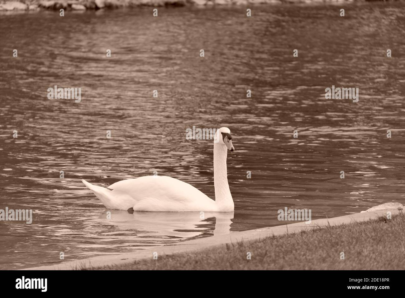 Wunderschöner weißer Schwan Stockfoto