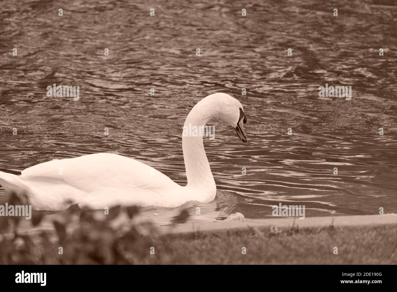 Wunderschöner weißer Schwan Stockfoto