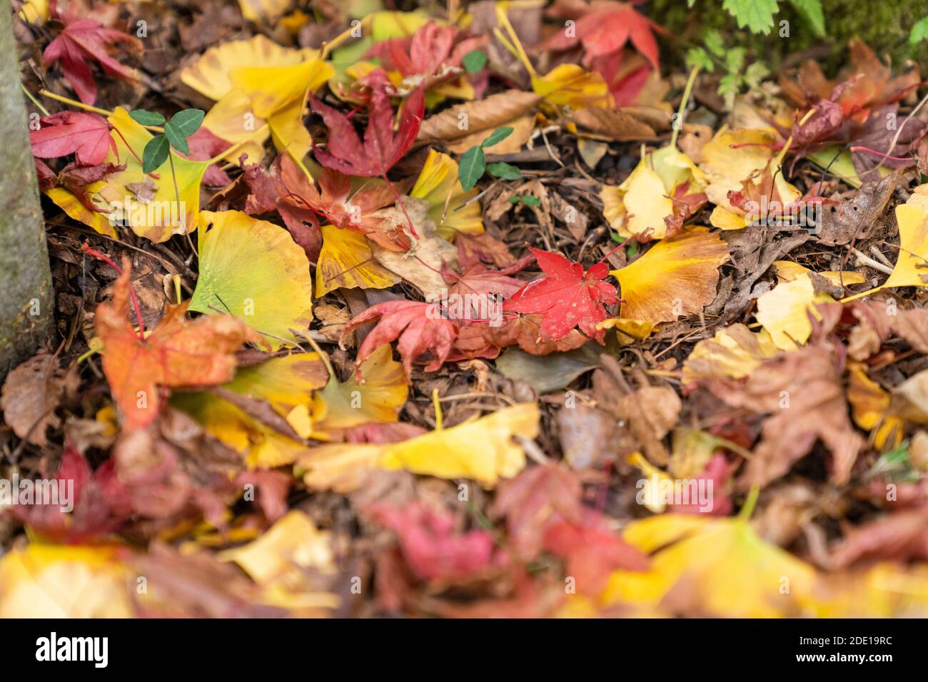 Herbstfarben im Ōyama-dera Tempel, auf Mt.Ōyama, Isehara Stadt, Kanagawa Präfektur, Japan Stockfoto