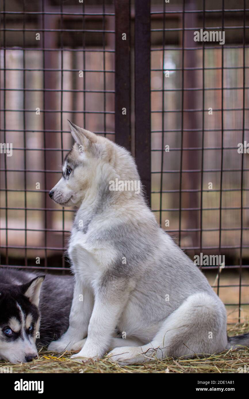 Großplan Welpen sibirischen Husky, in einem Käfig befindet. Mehrere Welpen liegen in einem Käfig. Stockfoto