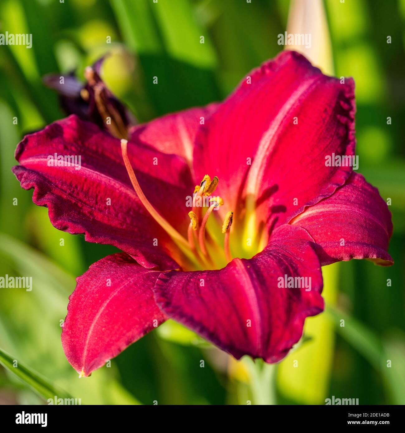 'Red Rum' Daylily, Daglilja (Hemerocallis) Stockfoto
