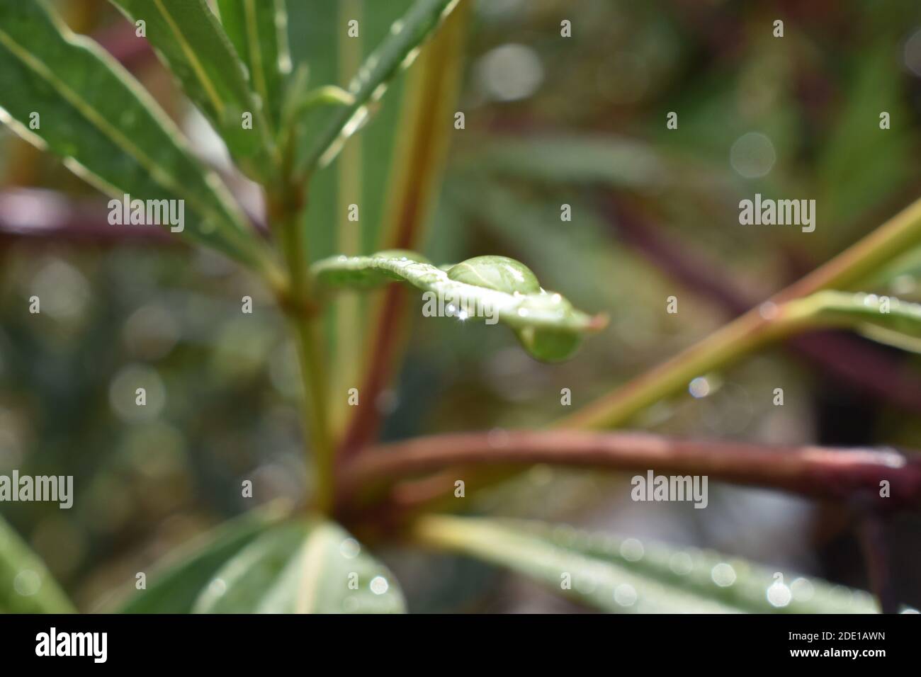 Der frisch erzeugte Regen sprudelt in Sapporo Japan Stockfoto