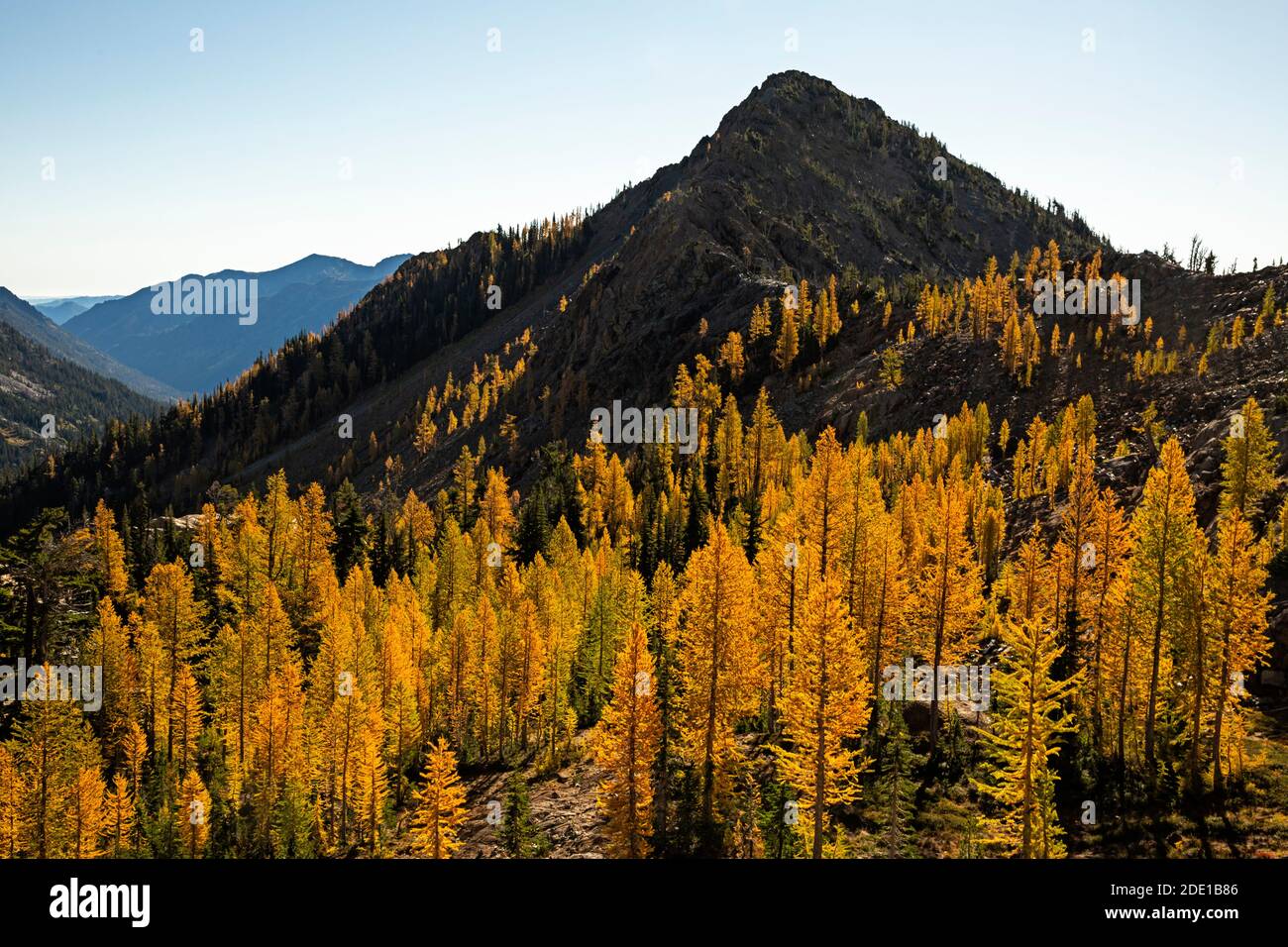 WA18566-00...WASHINGTON - Alpine Lärche in brillanter Herbstfarbe entlang des Ingalls Way in der Alpine Lakes Wilderness im Wenatchee National Forest. Stockfoto