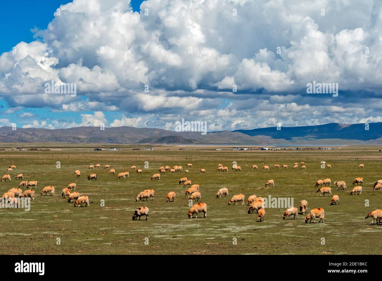 Schafe auf tibetischem Plateau, Namtso (Nam See), Tibet, China Stockfoto