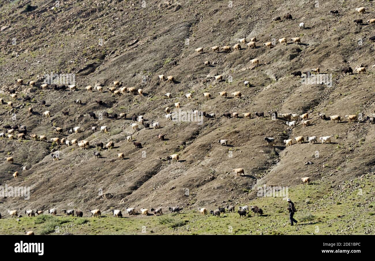 Herding Schafe auf dem steilen Hang im Himalaya, Shigatse Präfektur, Tibet, China Stockfoto