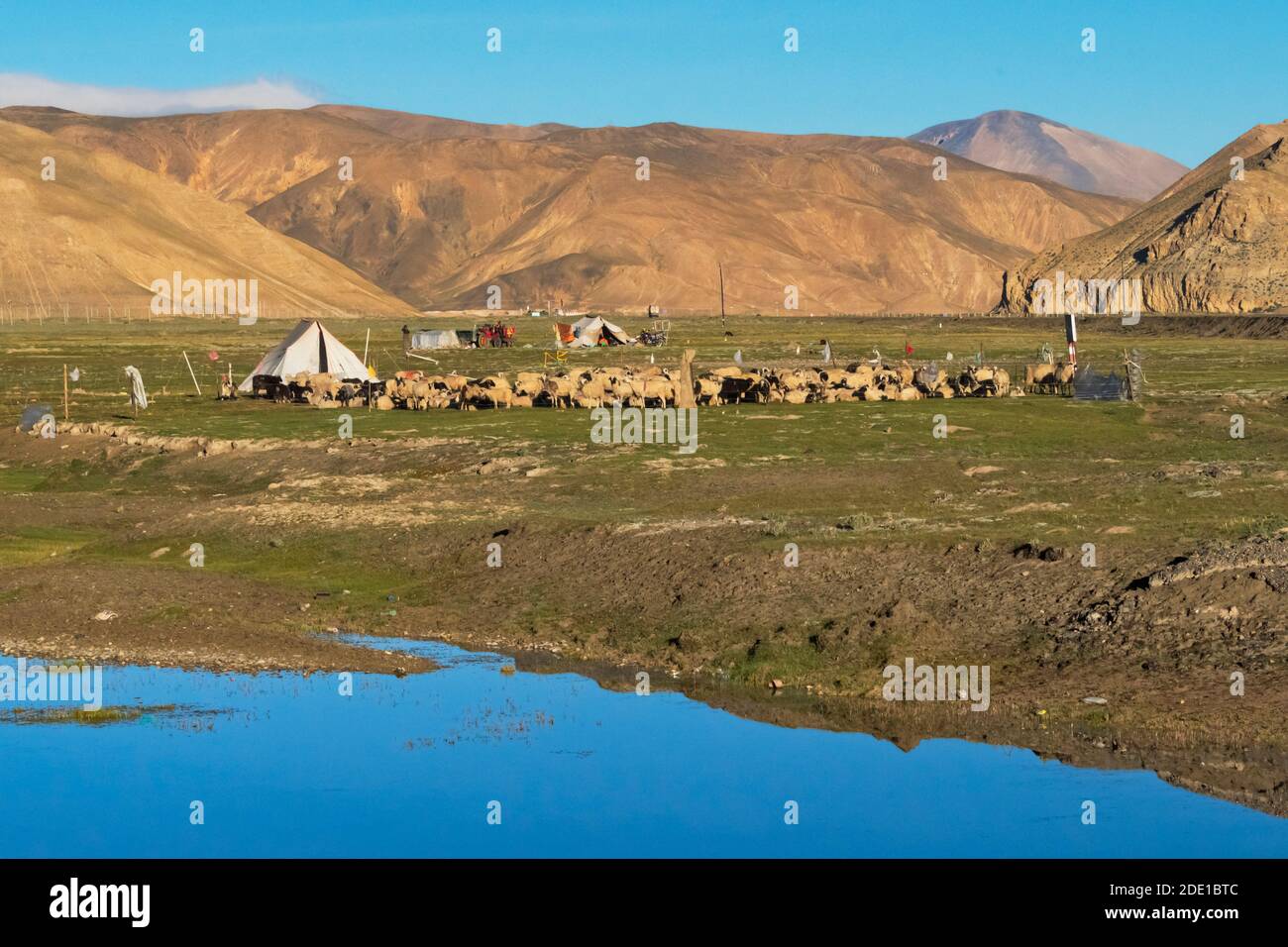 Tibetische Zelt und Herden Schafe im Himalaya, Old Tingri, Shigatse Präfektur, Tibet, China Stockfoto