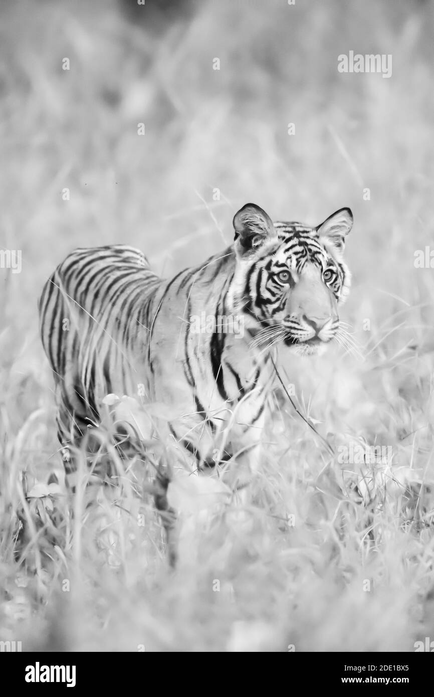 Der Bengaltiger (Panthera tigris tigris) stammt aus dem indischen Subkontinent. Stockfoto