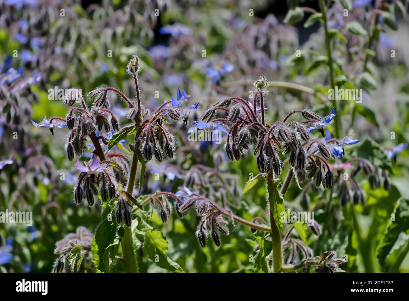 Blüten und Knospen von Starflower, Borage oder Bienenbrot, Borago officinalis, im Sommer, Bayern, Deutschland Stockfoto