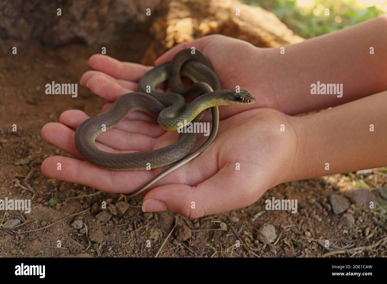 WESTERN Yellow-bellied Racer Snake (Coluber Constrictor mormon) in den Händen des Mädchens Stockfoto