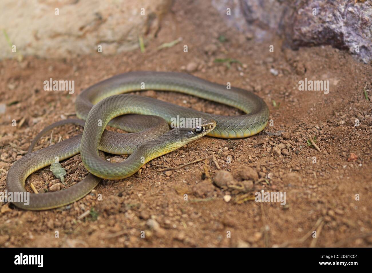 WESTERN Yellow-bulled Racer Snake (Coluber Constrictor mormon) Stockfoto